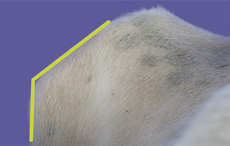 Close-up of a dairy cow showing a rounded body profile.